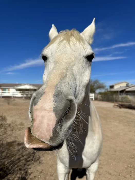 Arizona Equine Medical & Surgical Centre Picture 4