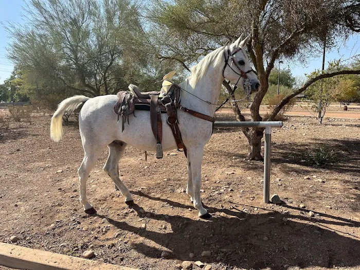 Arizona Equine Medical & Surgical Centre Picture 7