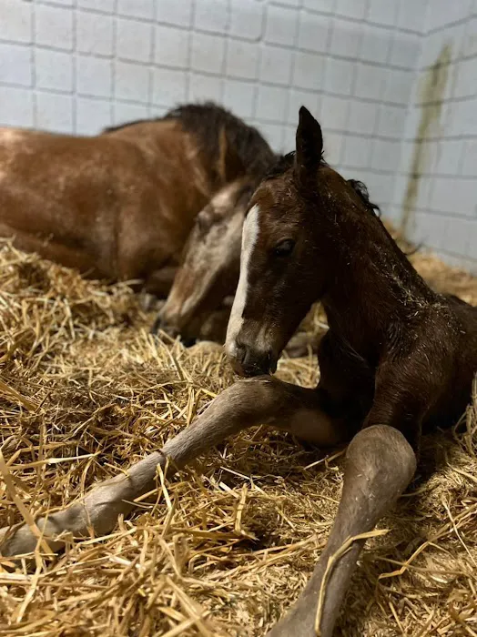 Arizona Equine Medical & Surgical Centre Picture 8