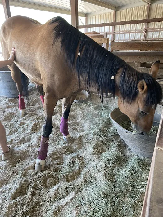 Arizona Equine Medical & Surgical Centre Picture 9