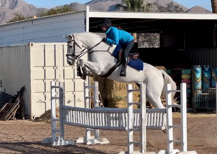 Arizona Equine Medical & Surgical Centre Picture 10