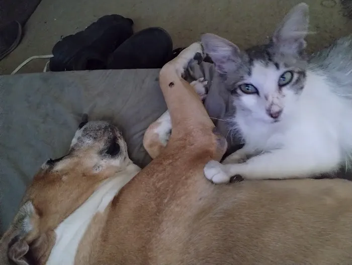 Banfield Pet Hospital Picture 8