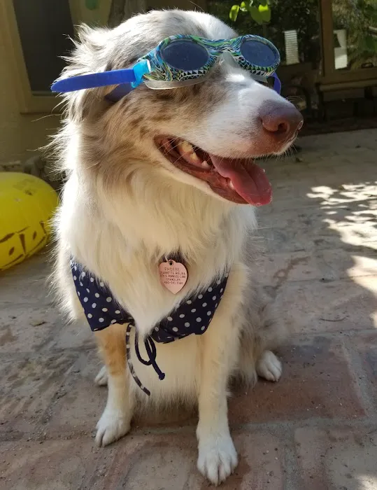 Desert Bloom Mobile Veterinary Service Picture 3