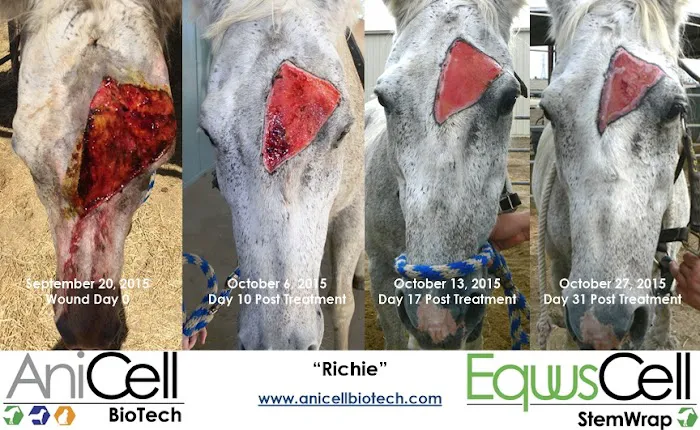 AniCell Biotech, LLC Picture 1