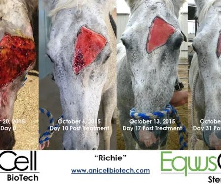AniCell Biotech, LLC