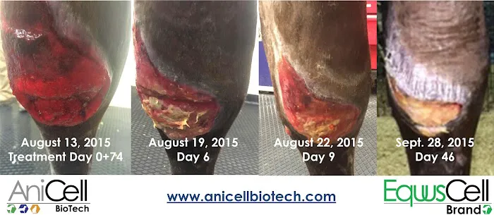 AniCell Biotech, LLC Picture 3