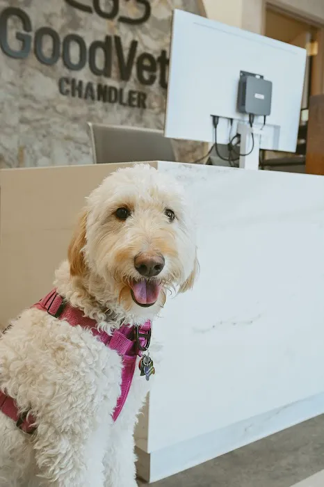 GoodVets Chandler Picture 3