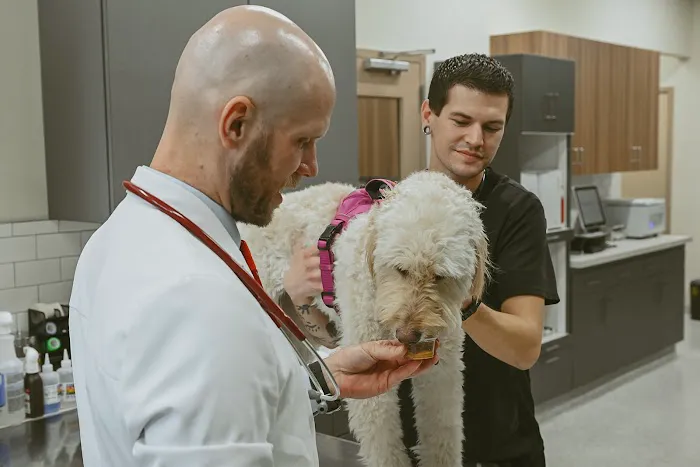 GoodVets Chandler Picture 9