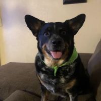 apache trail veterinary services ico