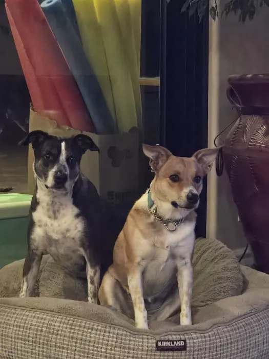 apache trail veterinary services Picture 4