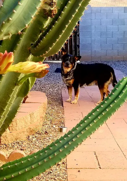apache trail veterinary services Picture 7