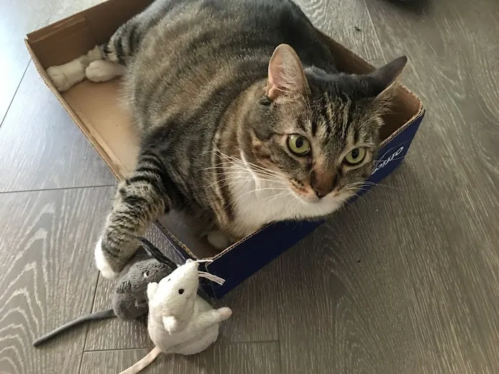 A Cat Hospital Picture 2