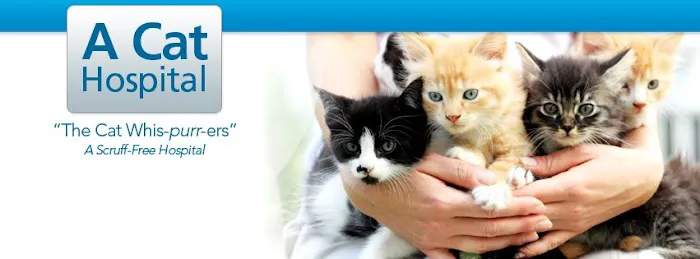 A Cat Hospital Picture 3