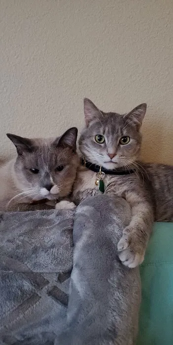 A Cat Hospital Picture 1