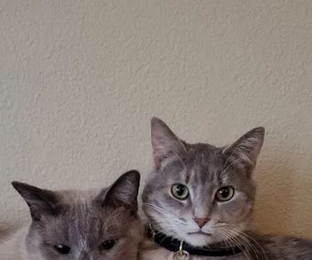 A Cat Hospital