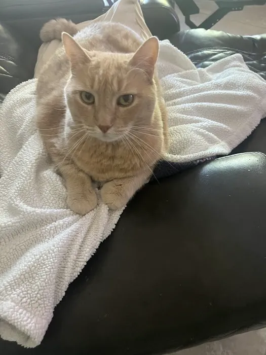 A Cat Hospital Picture 7