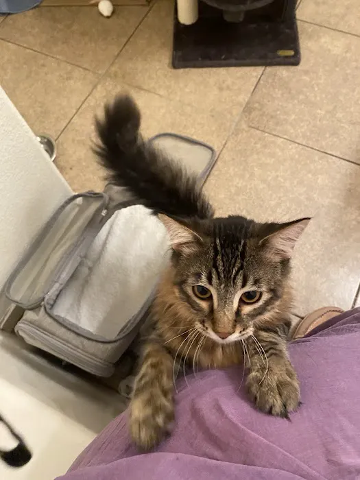 A Cat Hospital Picture 8