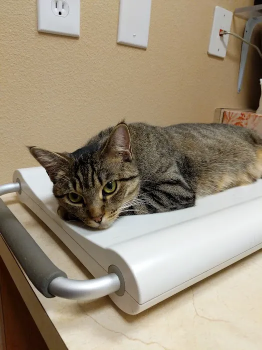 A Cat Hospital Picture 10