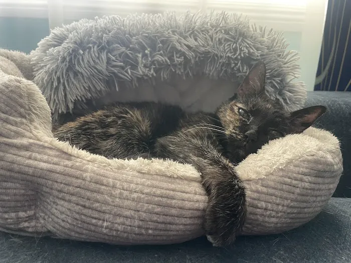 A Cat Hospital Picture 9