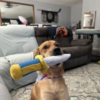 Spencer Springs Animal Hospital ico