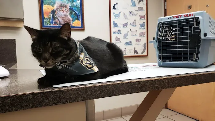Spencer Springs Animal Hospital Picture 7
