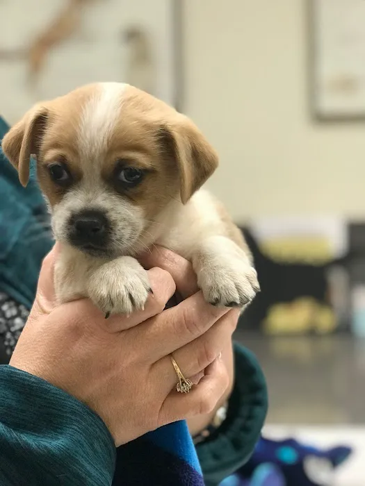 Spencer Springs Animal Hospital Picture 10