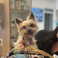 Pet Health Animal Hospital ico