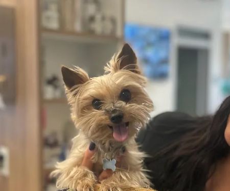 Pet Health Animal Hospital