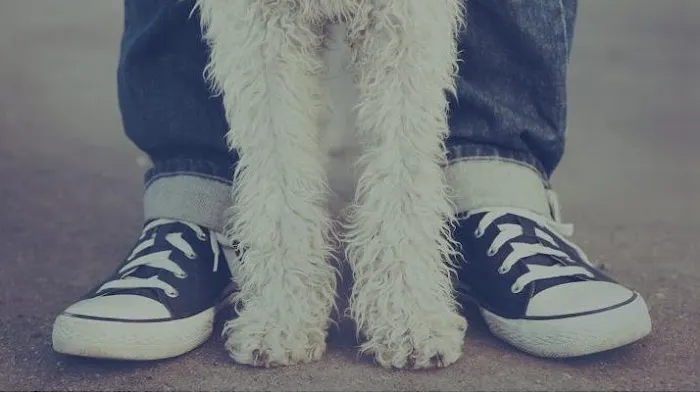 Pet Health Animal Hospital Picture 3