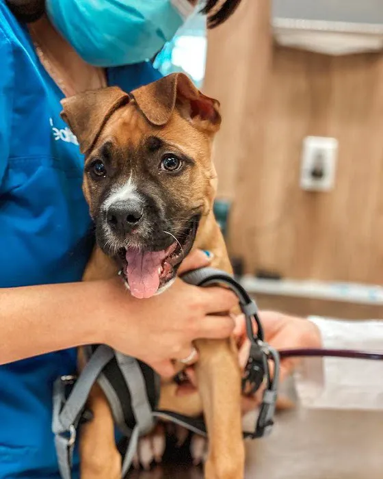 Pet Health Animal Hospital Picture 2