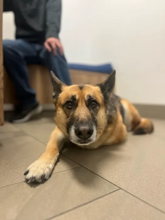 Pet Health Animal Hospital Picture 5