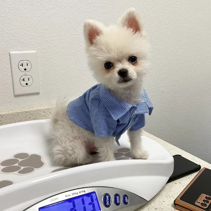 Pet Health Animal Hospital Picture 4