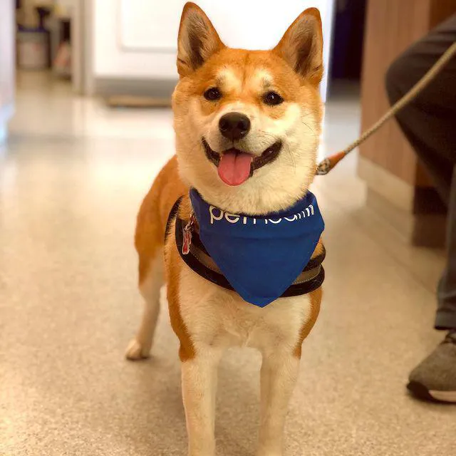 Pet Health Animal Hospital Picture 6