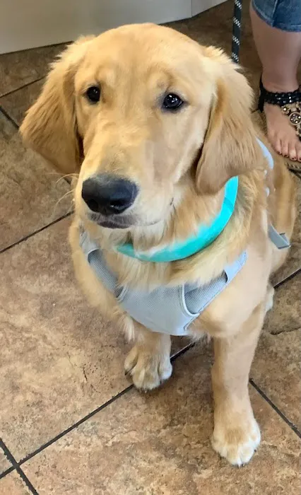 Companion Animal Hospital Picture 2