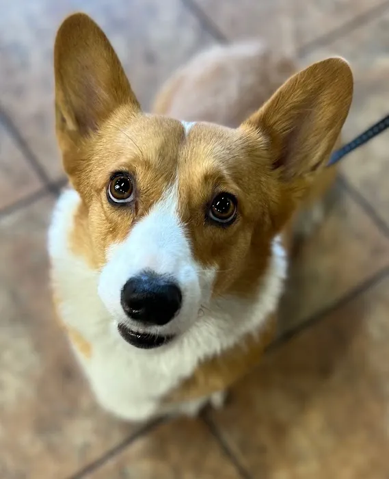 Companion Animal Hospital Picture 3