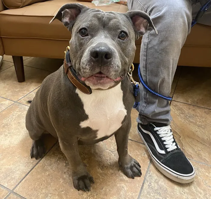 Companion Animal Hospital Picture 5