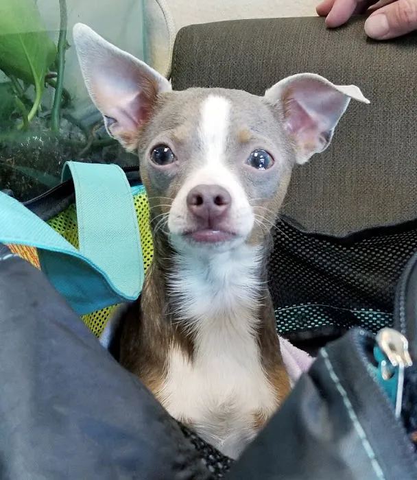 Durango Animal Hospital Picture 1