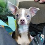 Durango Animal Hospital