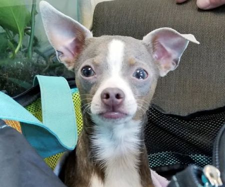 Durango Animal Hospital