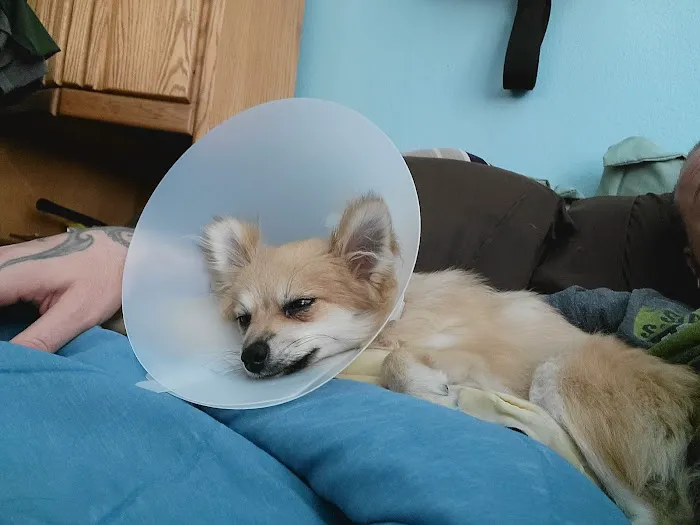 Durango Animal Hospital Picture 5
