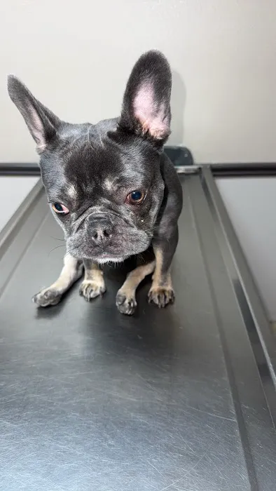 Durango Animal Hospital Picture 8