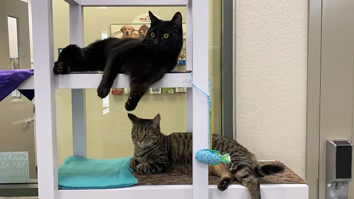 All About Cats Veterinary Hospital Picture 1
