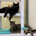 All About Cats Veterinary Hospital