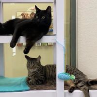 All About Cats Veterinary Hospital ico