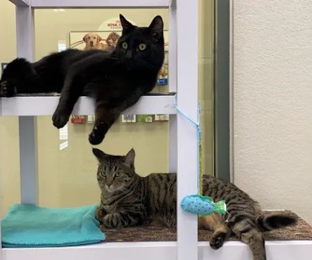 All About Cats Veterinary Hospital