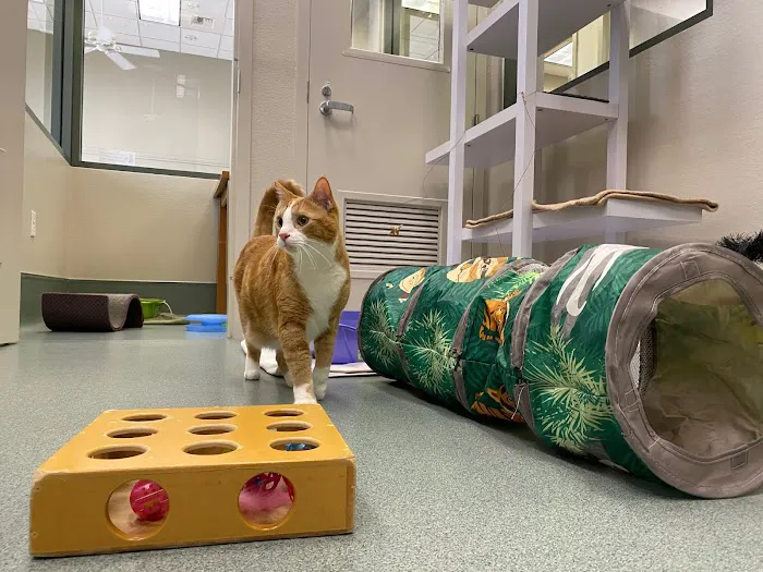 All About Cats Veterinary Hospital Picture 3