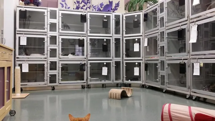 All About Cats Veterinary Hospital Picture 7