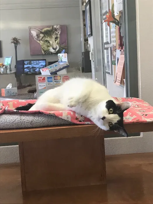 All About Cats Veterinary Hospital Picture 5