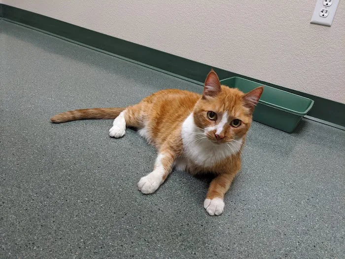 All About Cats Veterinary Hospital Picture 8