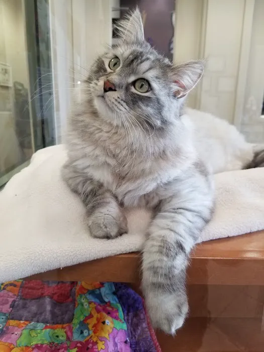 All About Cats Veterinary Hospital Picture 9